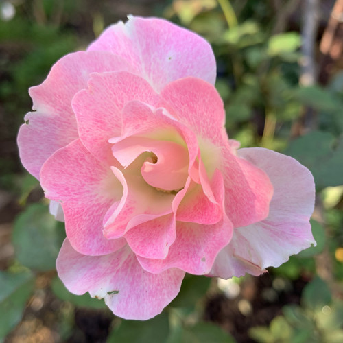 f:id:silk-y:20191109180829j:plain