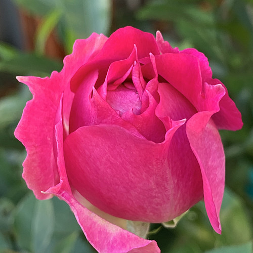 f:id:silk-y:20191109180842j:plain