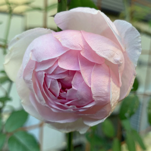 f:id:silk-y:20191109180857j:plain