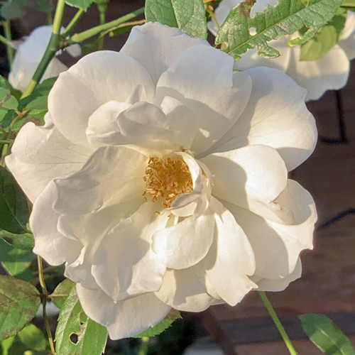 f:id:silk-y:20191109180915j:plain