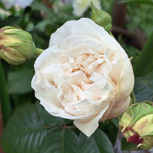 f:id:silk-y:20200501210405j:plain