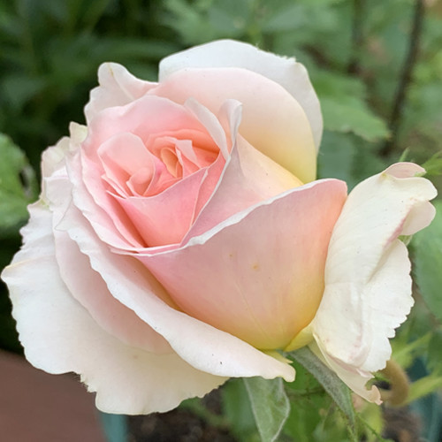 f:id:silk-y:20200501210422j:plain