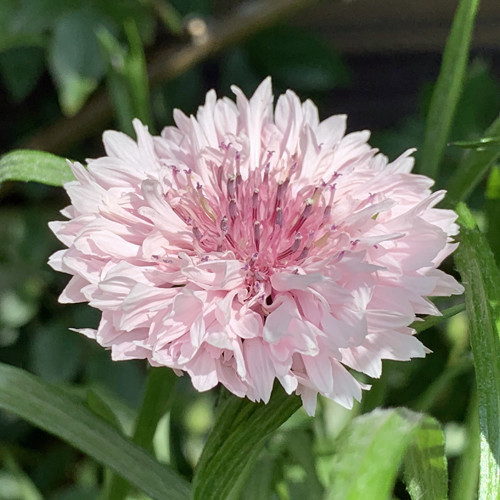 f:id:silk-y:20200501210953j:plain
