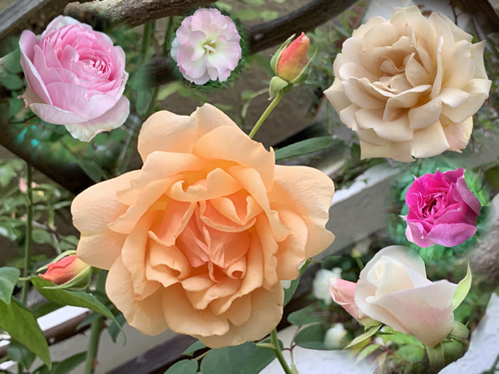 f:id:silk-y:20201119185210j:plain