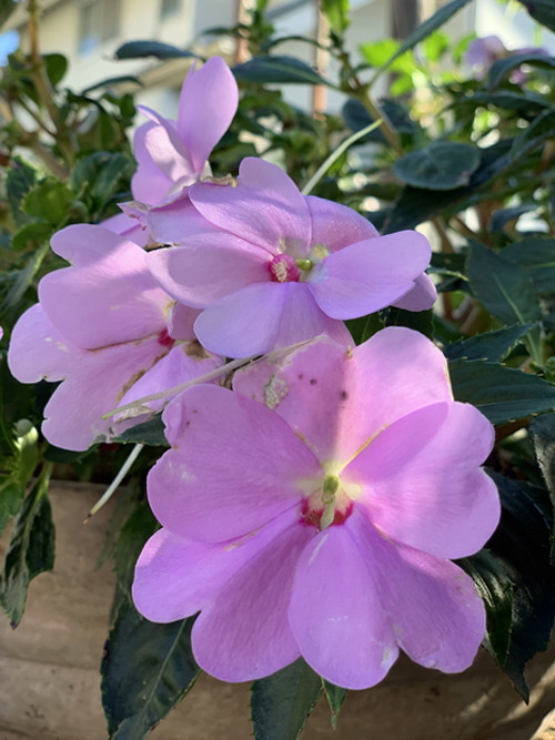 f:id:silk-y:20201129183059j:plain