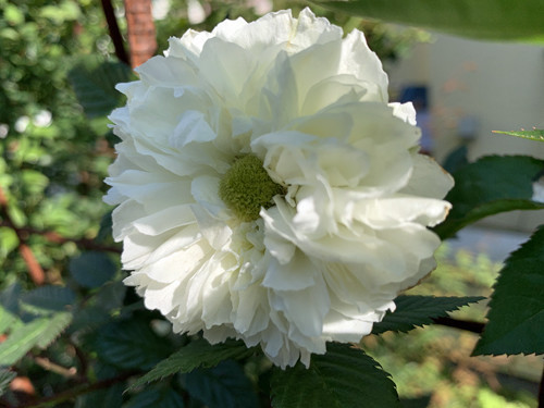 f:id:silk-y:20210412170051j:plain