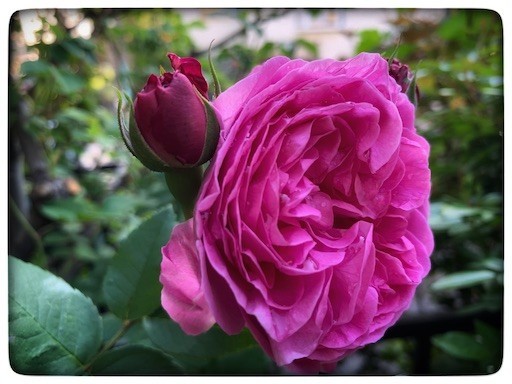 f:id:silk-y:20210502141718j:image