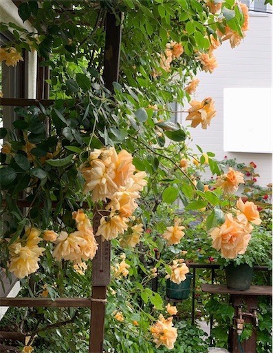 f:id:silk-y:20210507192932j:image f:id:silk-y:20210507192932j:image