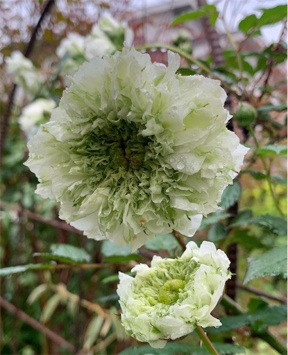 f:id:silk-y:20220420121545j:image