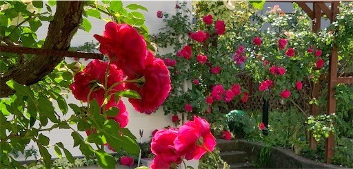 f:id:silk-y:20220529104900j:image