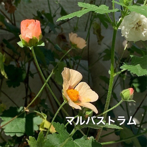 f:id:silk-y:20220529110550j:image