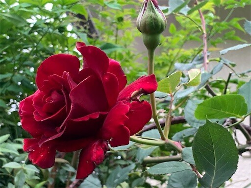 f:id:silk-y:20230501082031j:image