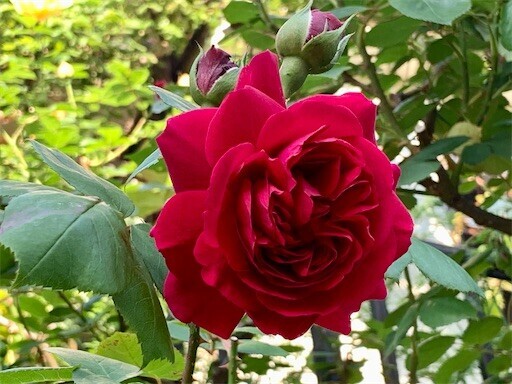 f:id:silk-y:20230504195110j:image