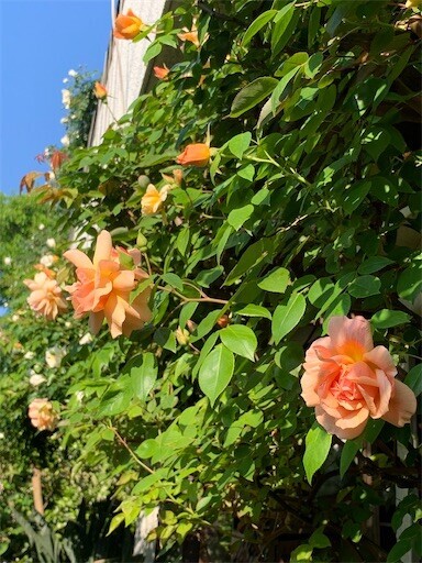 f:id:silk-y:20230504195230j:image