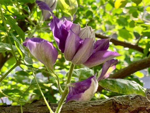 f:id:silk-y:20230509174718j:image
