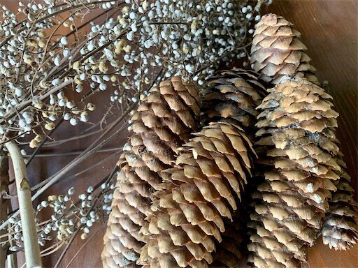 ヤツガタケトウヒ silkyの雑記帳