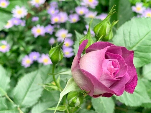 f:id:silk-y:20240501121555j:image