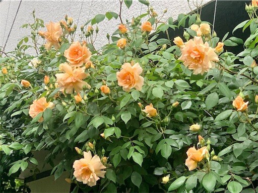 f:id:silk-y:20240501122838j:image