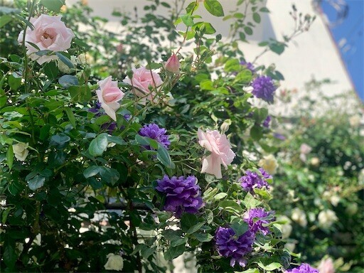 f:id:silk-y:20240515190409j:image f:id:silk-y:20240515190409j:image