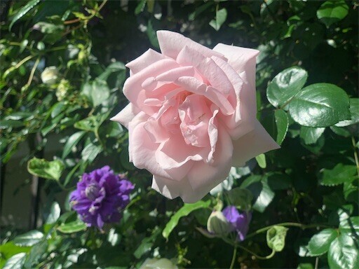 f:id:silk-y:20240515190438j:image f:id:silk-y:20240515190438j:image