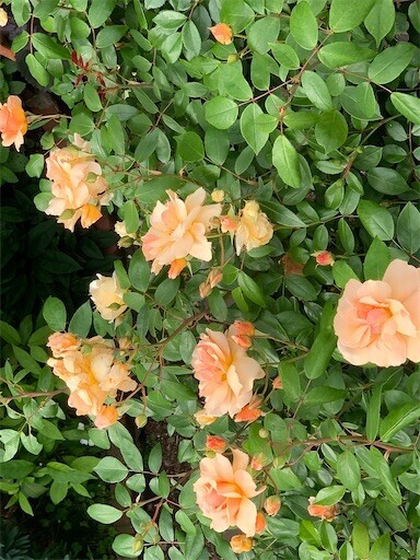 f:id:silk-y:20250505105444j:image