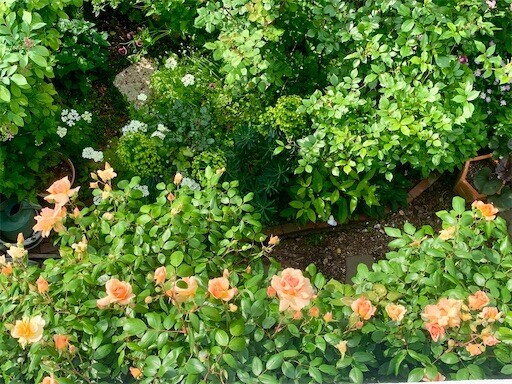 f:id:silk-y:20250505105508j:image