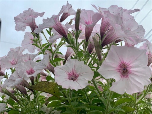 f:id:silk-y:20250518083252j:image