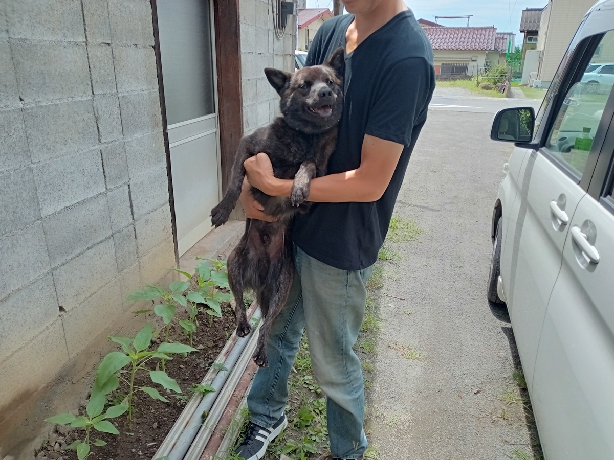 甲斐犬男の子 ２ のご家族が決まりました 里親募集中