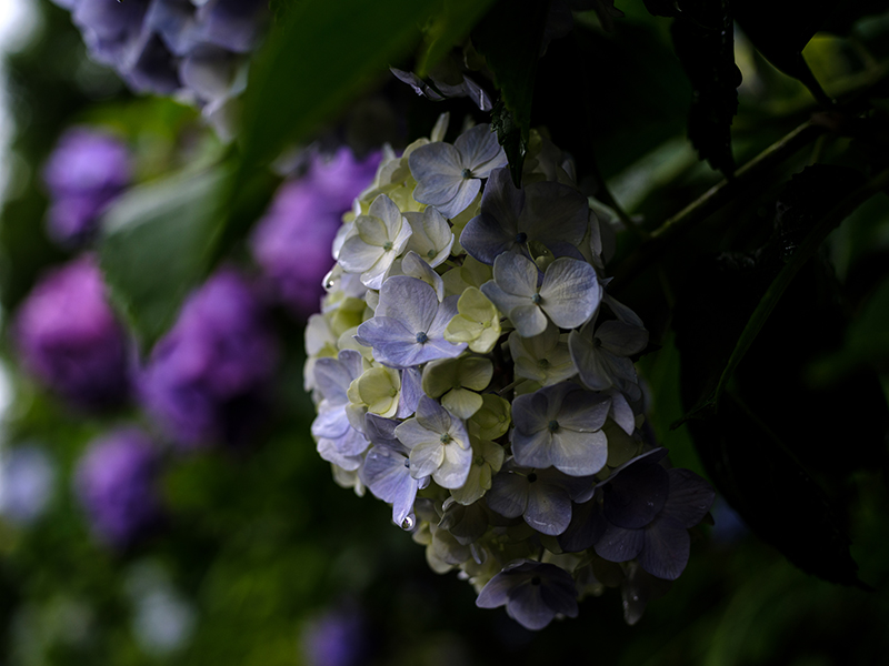 FUJIFILM GFX50R+Leica macro elmarit R60mm f2.8で撮った紫陽花の写真