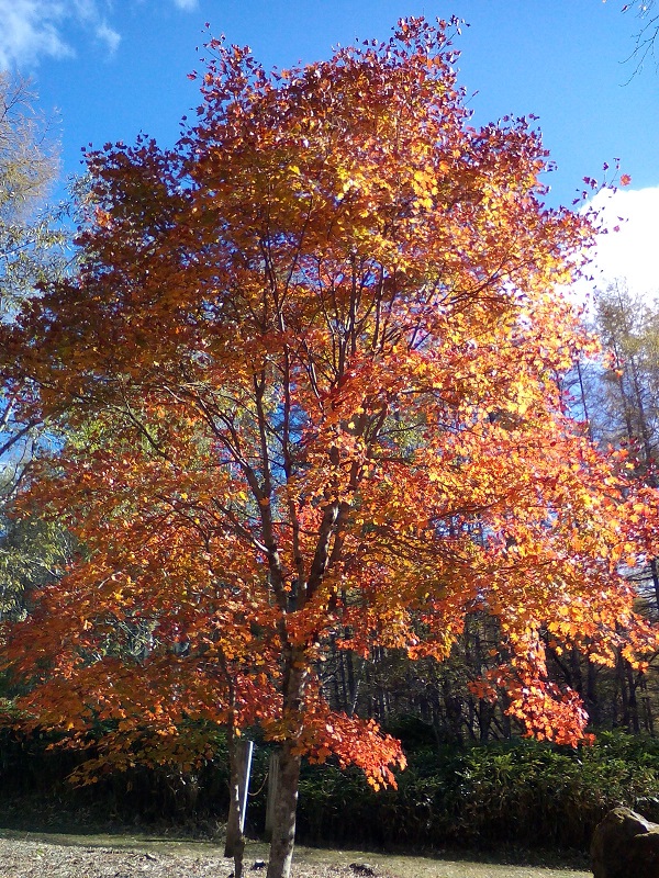 20211023-紅葉の色づき