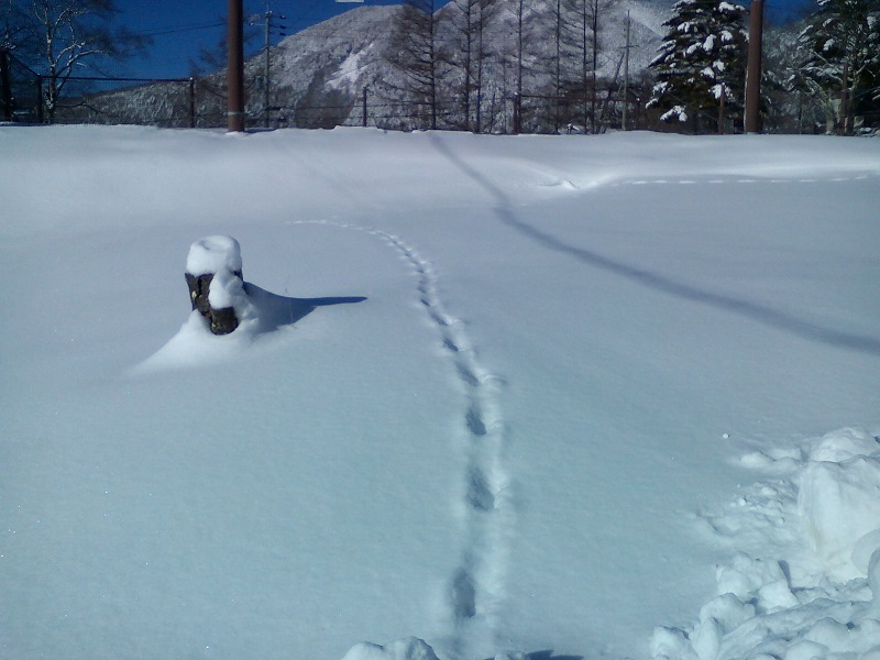 20211220-雪の上の足跡