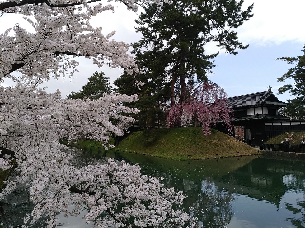 20240520-弘前公園の桜