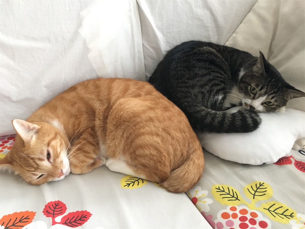 f:id:silver-tabby:20171112223634j:image f:id:silver-tabby:20171112223634j:image