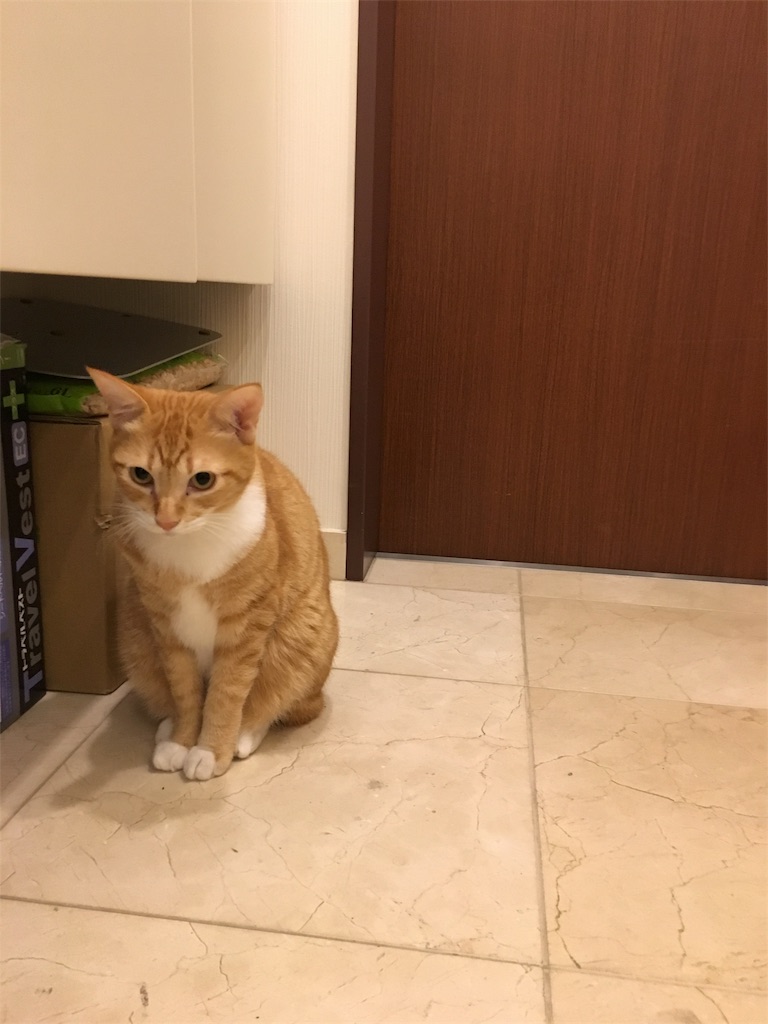 f:id:silver-tabby:20171116003731j:image f:id:silver-tabby:20171116003731j:image