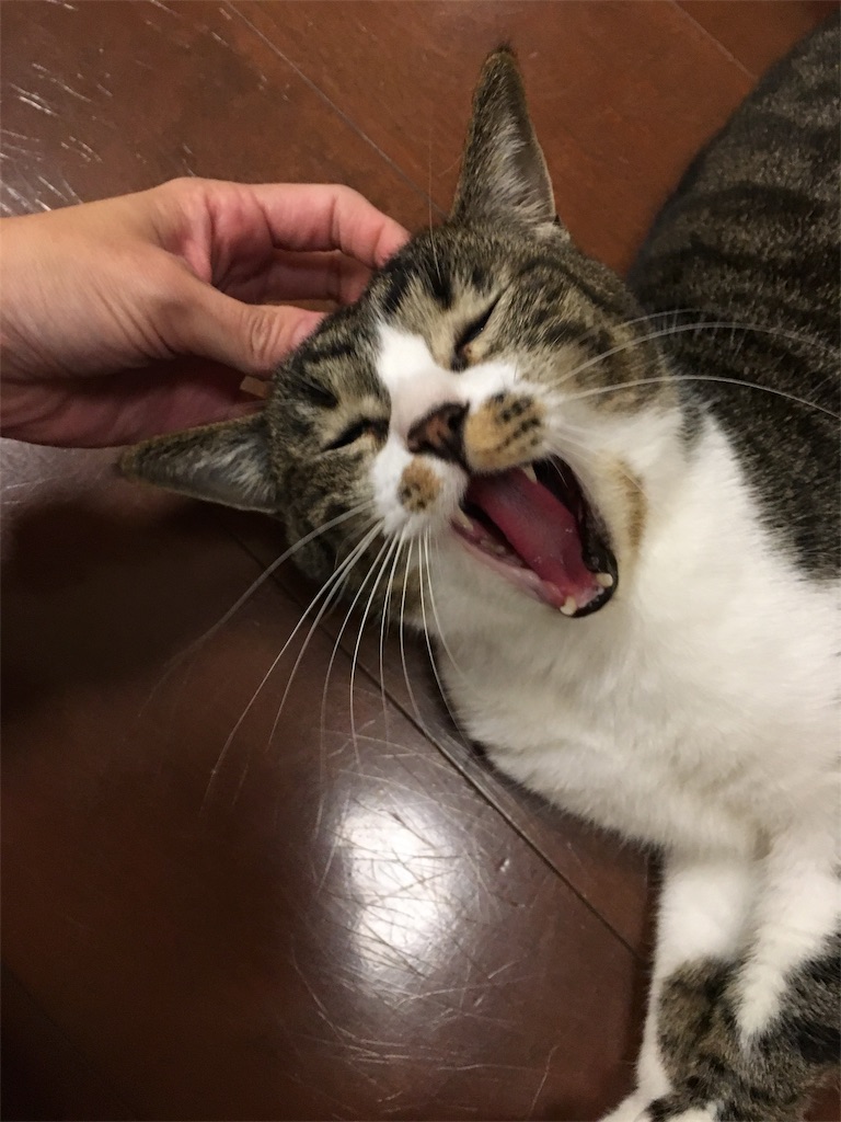 f:id:silver-tabby:20171121084500j:image f:id:silver-tabby:20171121084500j:image