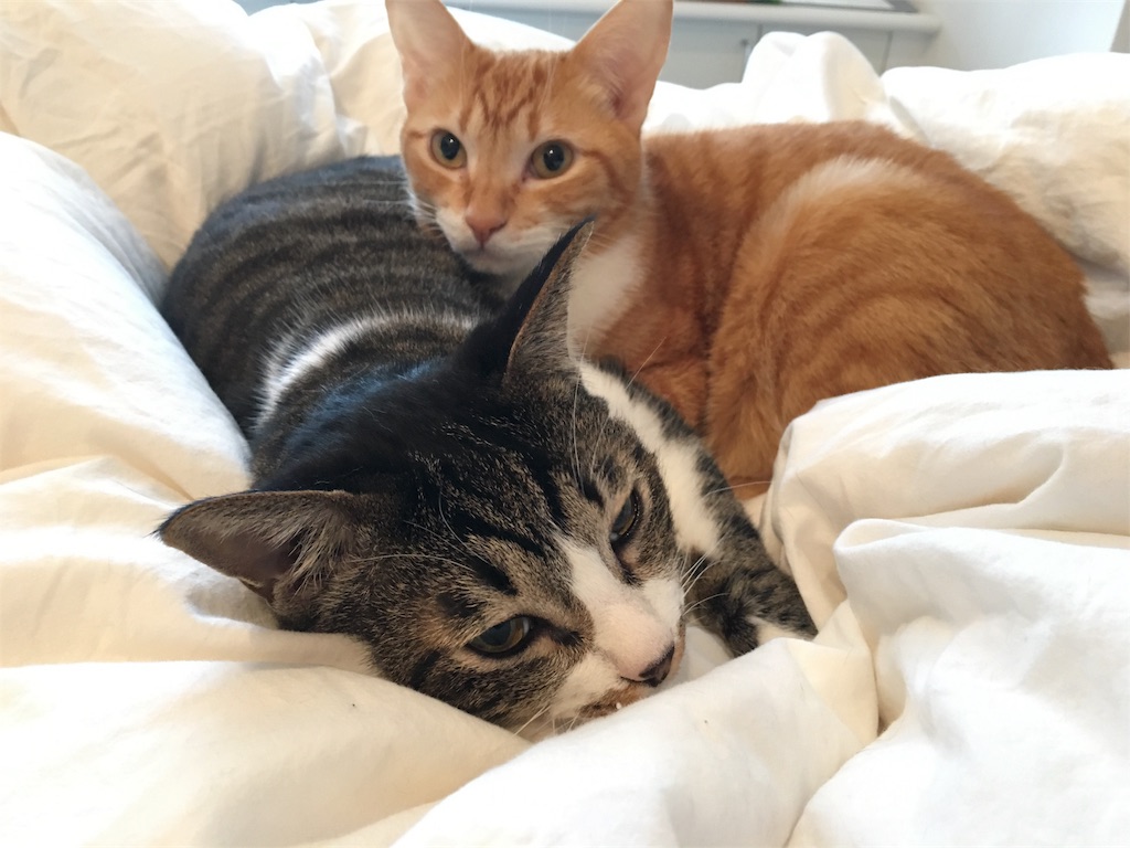 f:id:silver-tabby:20171125224539j:image f:id:silver-tabby:20171125224539j:image