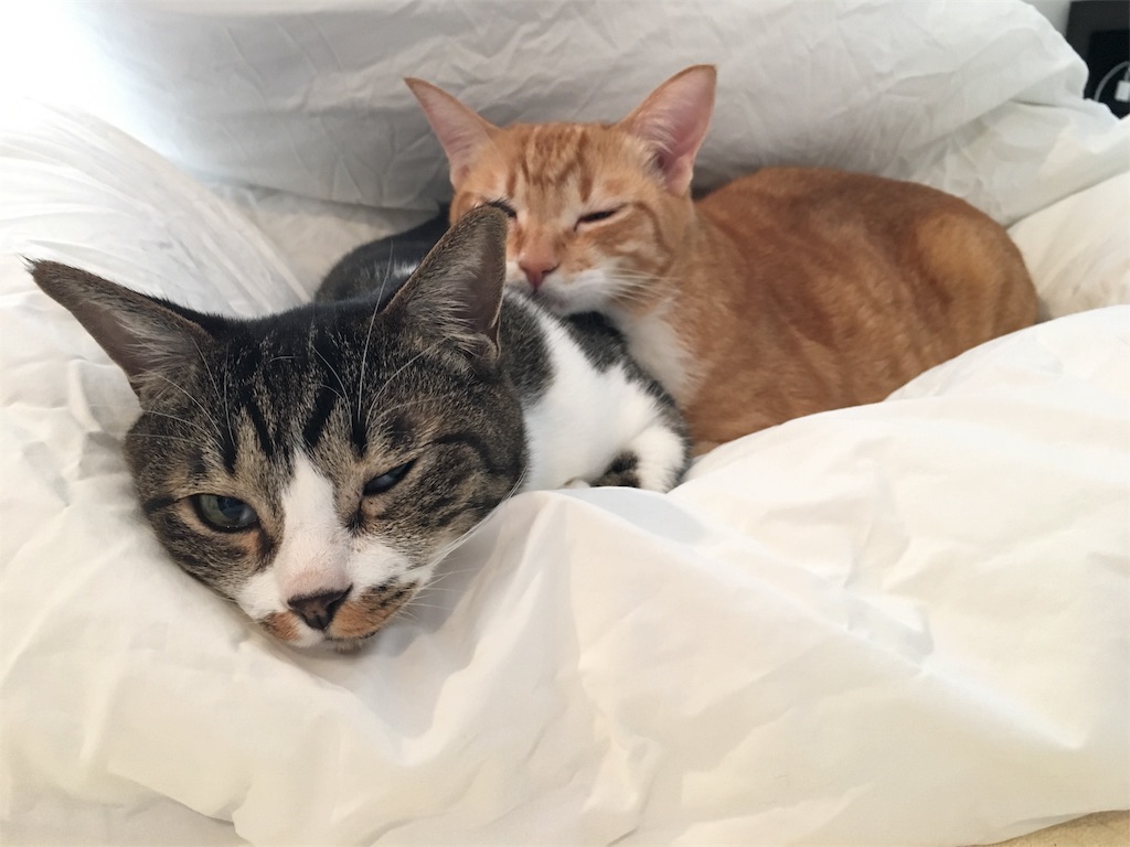 f:id:silver-tabby:20180106164508j:image f:id:silver-tabby:20180106164508j:image