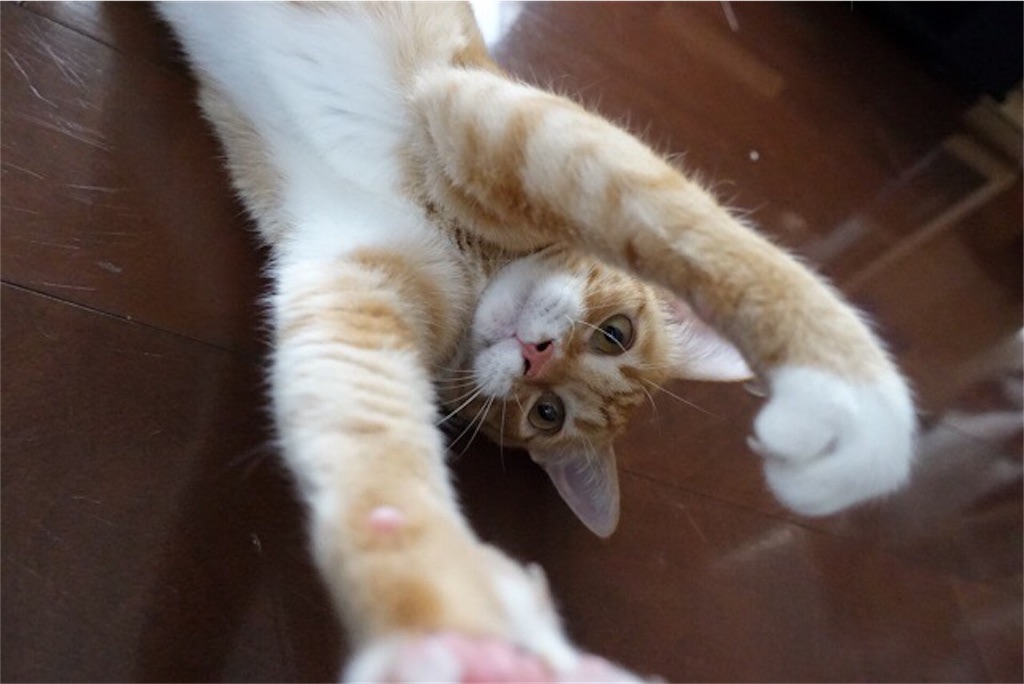 f:id:silver-tabby:20180518193357j:image f:id:silver-tabby:20180518193357j:image