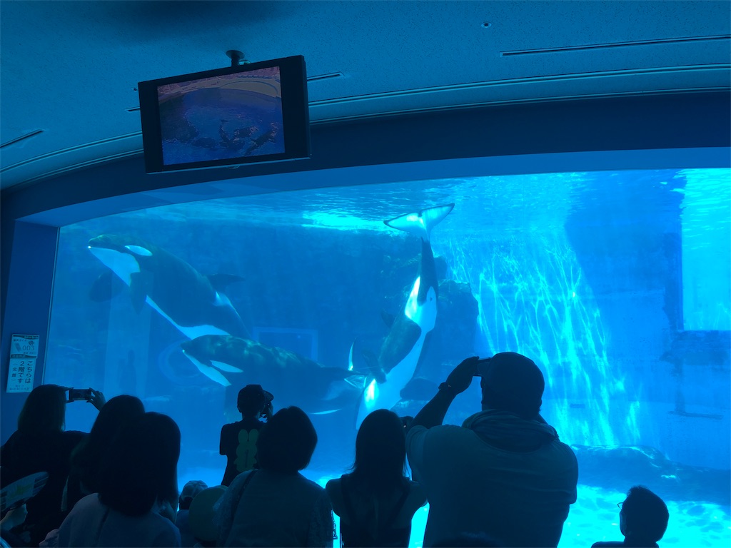 名古屋港水族館に行ってきた シャチやイルカやベルーガに感動 マイワシ 名古屋港水族館に行ってきた シャチやイルカやベルーガに感動 マイワシ