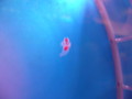 [水族館][浅虫水族館]クリオネ