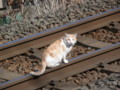 [猫][動物]線路ねこ