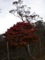 [登山][20061028]紅葉