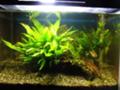 [アクアリウム]20080315ドイツラム40cm水槽