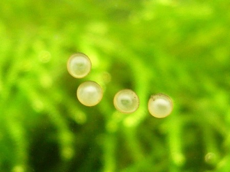 f:id:silvertail:20090304212125j:image f:id:silvertail:20090304212125j:image