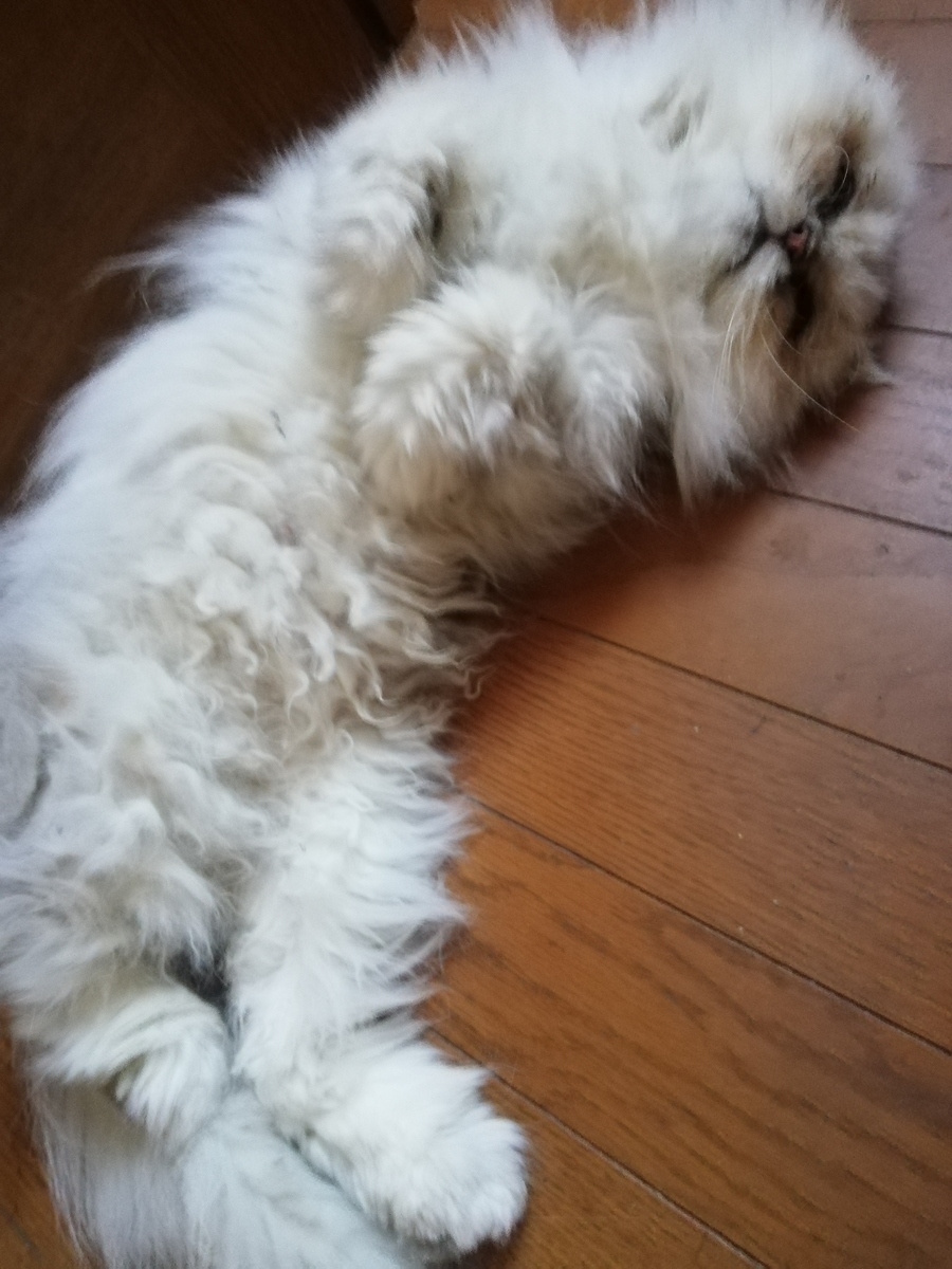 f:id:silvervine0822:20210527135743j:plain