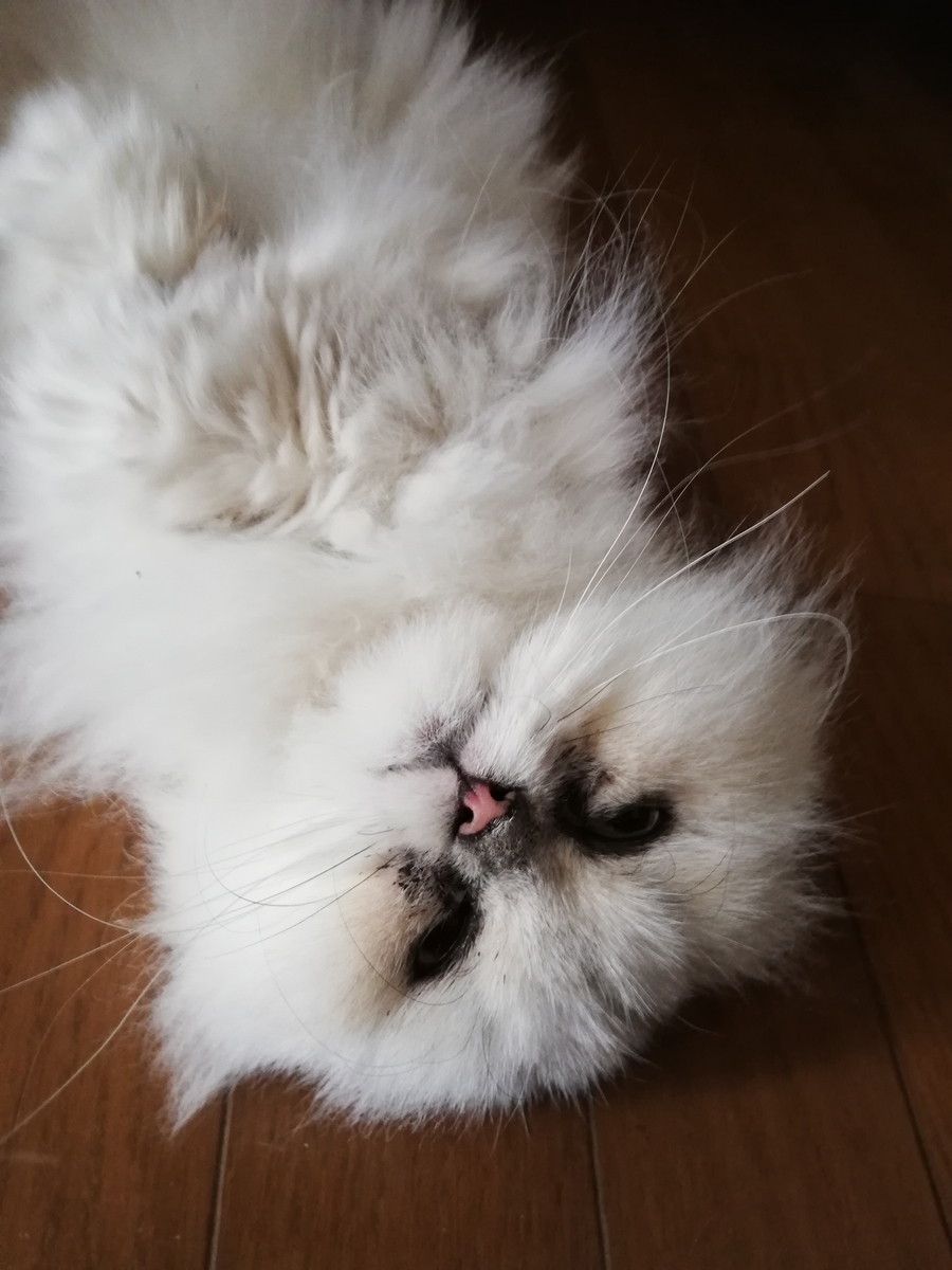 我が家の猫さん 居心地良い所見つけの達人 22年夏の好きなアイスの話も 戦略ゲーム大好きな人のブログです