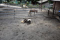 [群馬県][桐生が岡遊園地・動物]