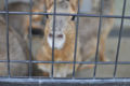 [群馬県][桐生が岡遊園地・動物]