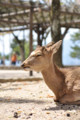 [広島県][宮島]