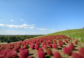 [茨城県]